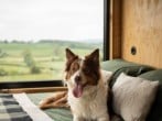 Dog friendly cabin Dog friendly cabin